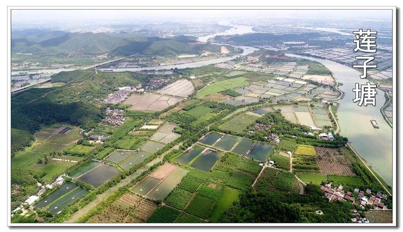 《江门美丽的乡村【莲子塘村】》