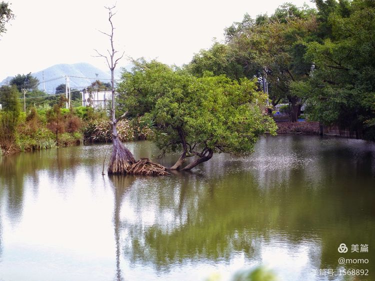 《江门美丽的乡村【莲子塘村】》